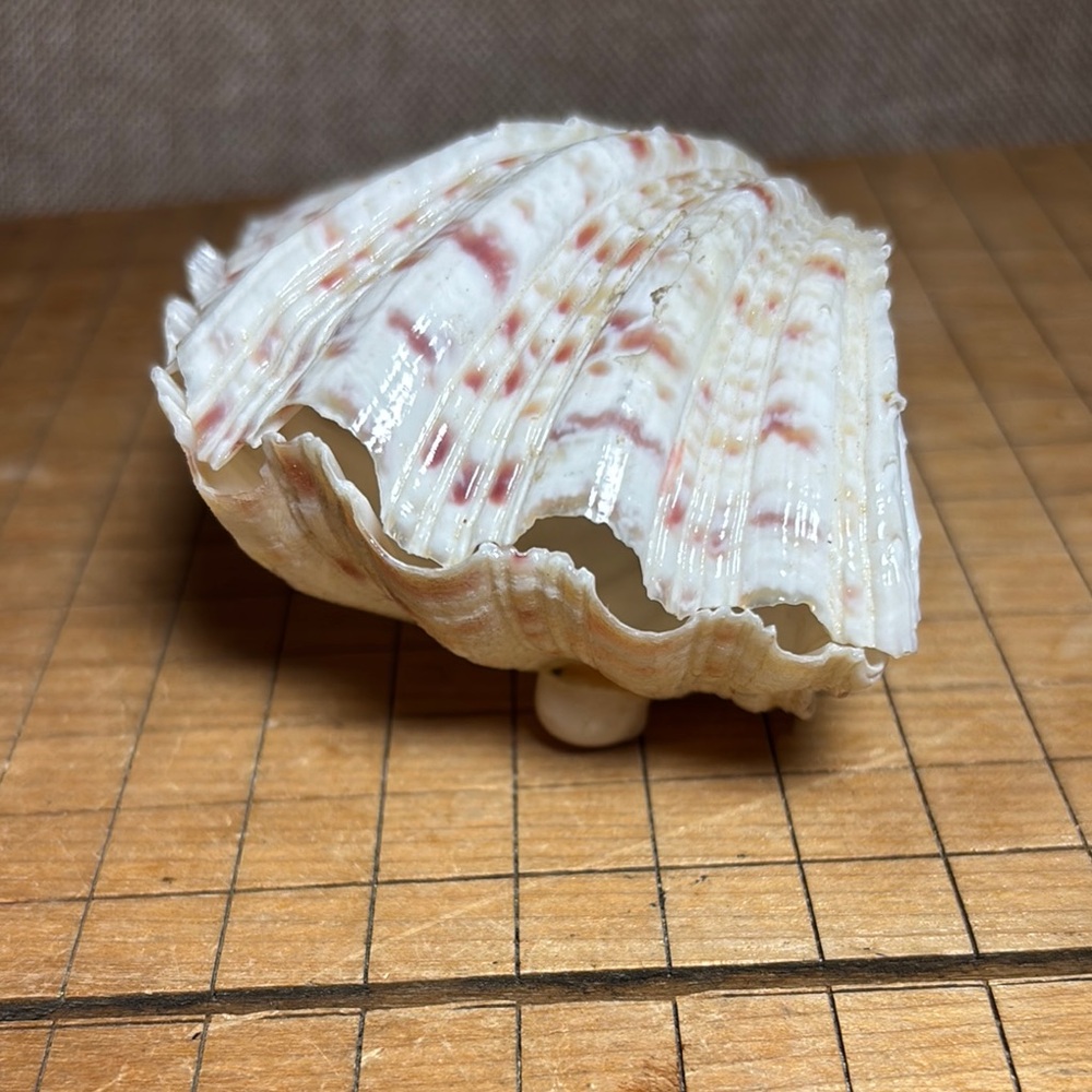 Handmade Seashell Jewelry Box 4”Lx2.75”Wx2”H Hippopopus hippopopus Clam Shell